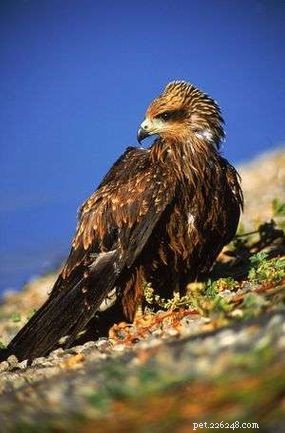 Do Black Kites Spark Wildfires to Hunt Prey? A Scientific Look