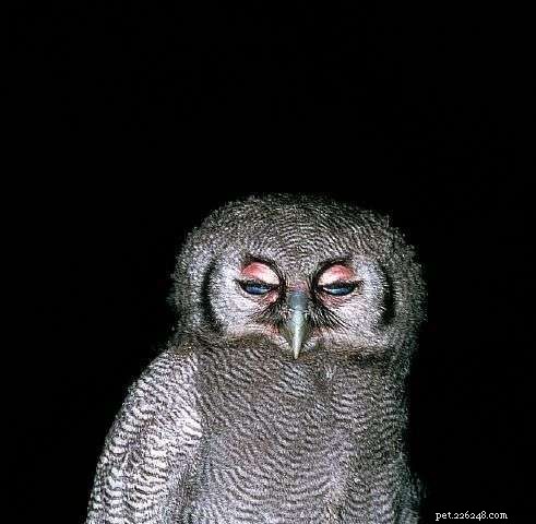 13 Stunning Owl Photographs You Must See