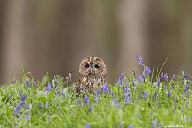 13 Stunning Owl Photographs You Must See