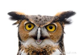 10 Intriguing Bird Superstitions Explained