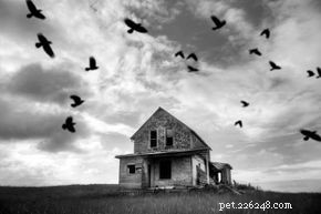 10 Intriguing Bird Superstitions Explained