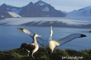10 Intriguing Bird Superstitions Explained