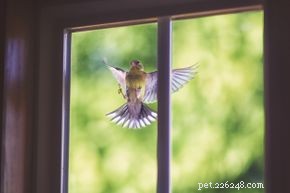 10 Intriguing Bird Superstitions Explained