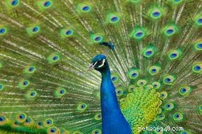 10 Intriguing Bird Superstitions Explained