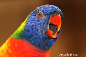 10 Intriguing Bird Superstitions Explained
