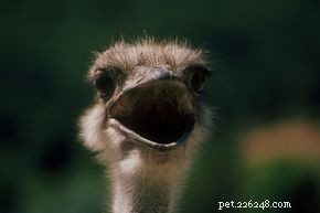 Debunking the Myth: Ostriches Do Not Bury Their Heads in Sand