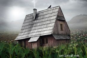 10 Intriguing Bird Superstitions Explained