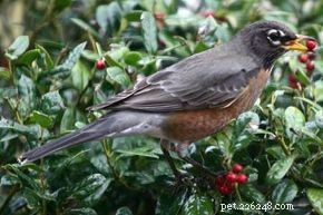 Spotting the American Robin: Your Spring Guide to This Iconic Bird