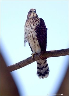 Cooper s Hawk – The Sleek, Slate-Gray Predator of North American Woodlands