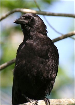 American Crow: Identification, Habitat, and Nesting Habits