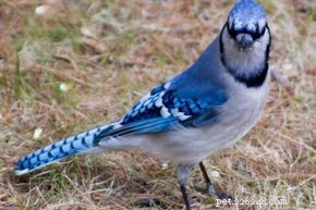 Blue Jay: Characteristics, Habitat & Nesting