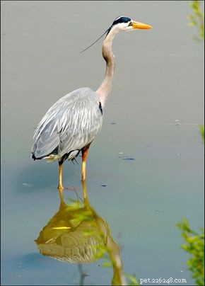 Great Blue Heron: Identification & Habitat Guide