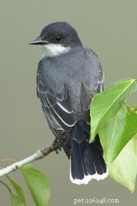 Eastern Kingbird: Identification, Habitat, and Behavior