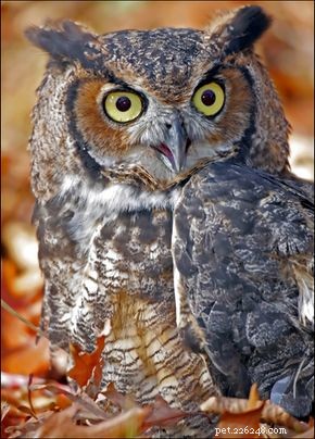 Great Horned Owl: North America s Mighty, Adaptable Predator