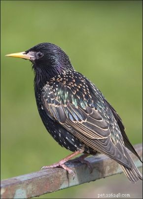 European Starling: Key Facts, Habitat & Breeding Insights