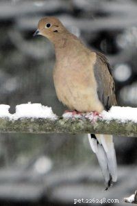 Mourning Dove: Identification, Song, and Habitat Guide