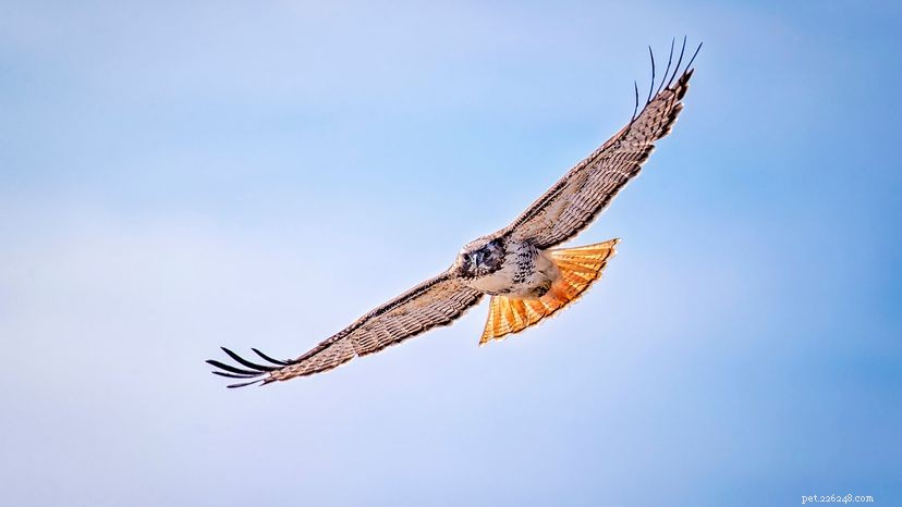 Red‑Tailed Hawks: Bigger, Faster, and Far More Common Than You Think