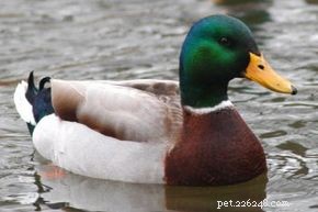 Mallard Duck: How to Spot Male and Female Birds in Water Habitats
