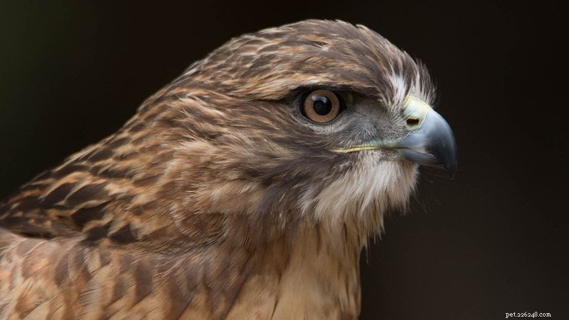 Red‑Tailed Hawks: Bigger, Faster, and Far More Common Than You Think