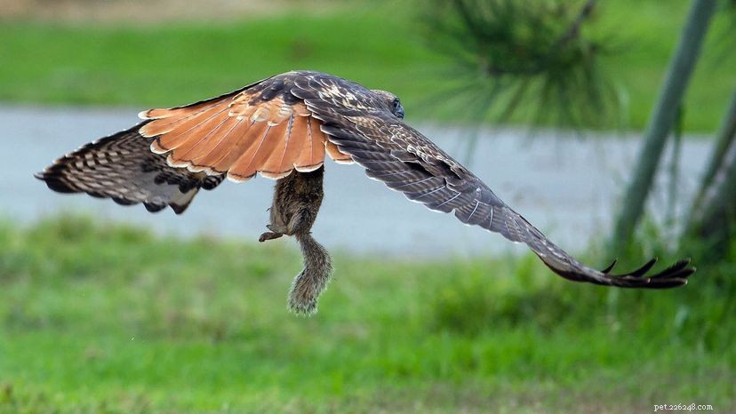 Red‑Tailed Hawks: Bigger, Faster, and Far More Common Than You Think
