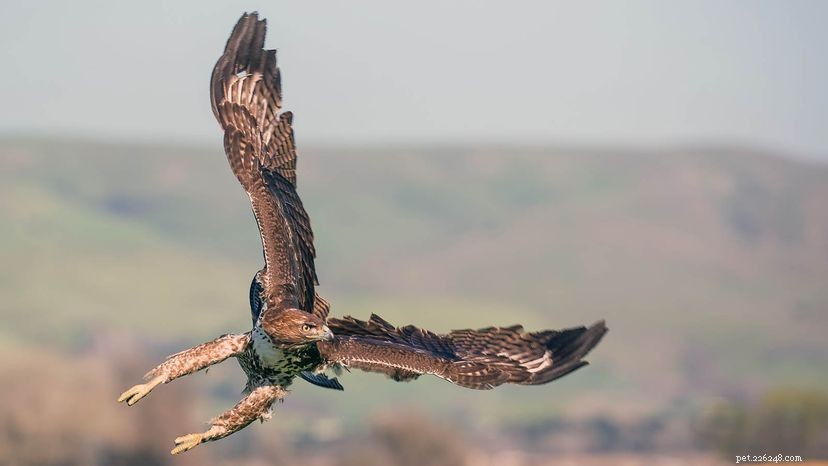 Red‑Tailed Hawks: Bigger, Faster, and Far More Common Than You Think
