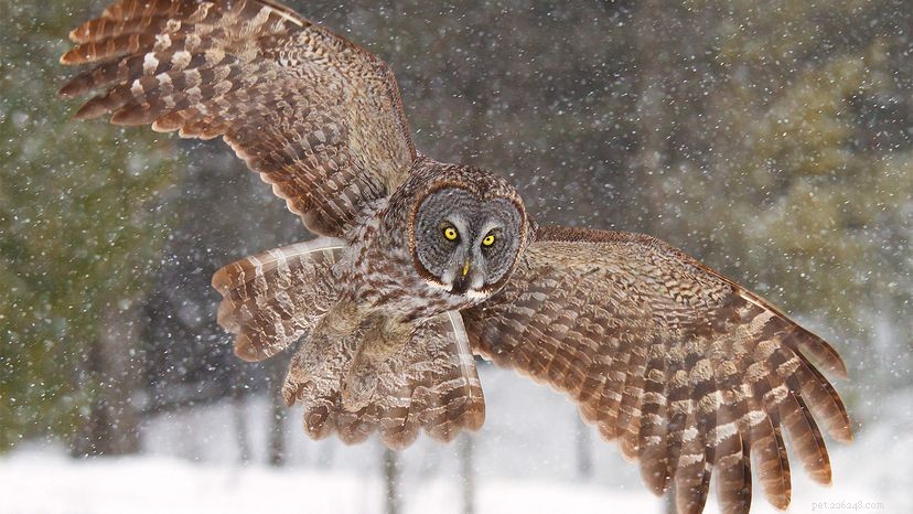 The Allure of Owls: Why Humans Are Captivated by These Nocturnal Predators
