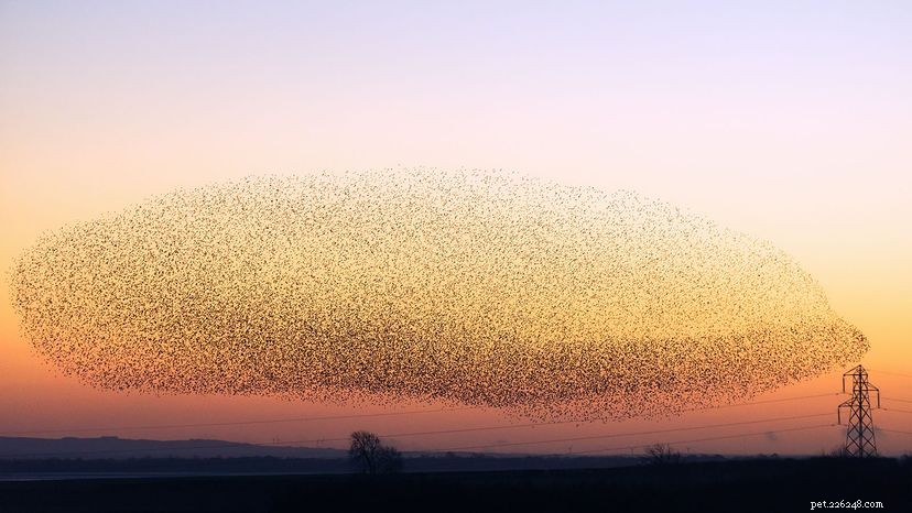 The Science Behind Starling Murmurations: Nature’s Elegant Secrets