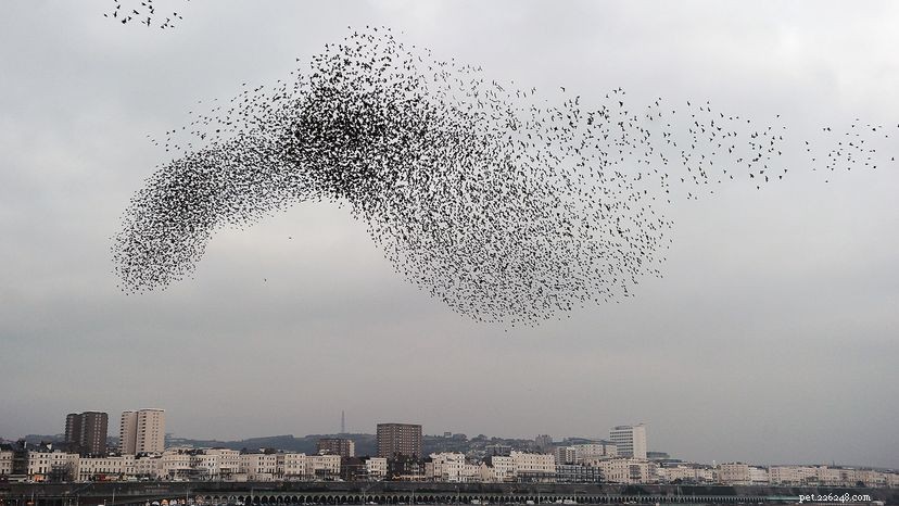 The Science Behind Starling Murmurations: Nature’s Elegant Secrets