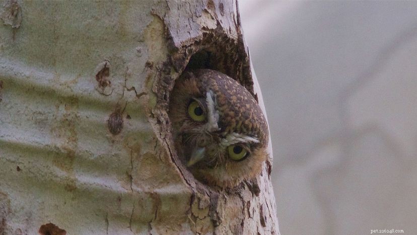 Discover the World’s Smallest, Most Resilient Owl