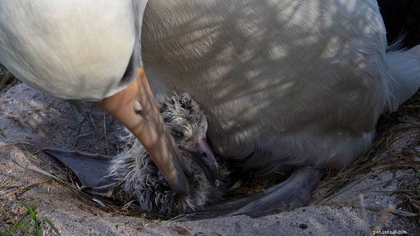 70‑Year‑Old Laysan Albatross Wisdom Welcomes New Chick