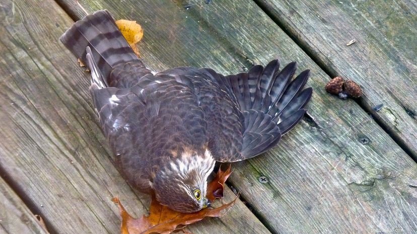 Why Birds Crash Into Windows and How to Stop It