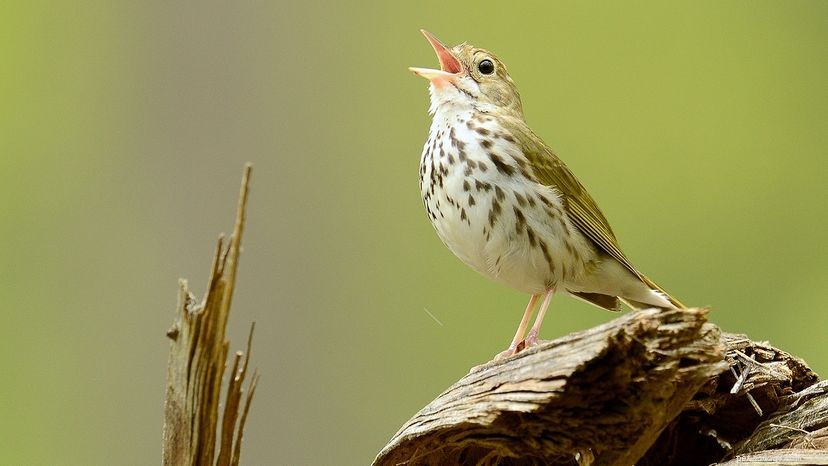 Why Birds Sing: The Unique Syrinx Organ