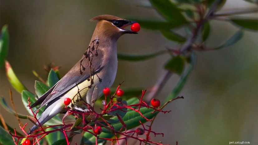 The Science Behind Birds Drinking Berries: Why They Behave ‘Drunk’
