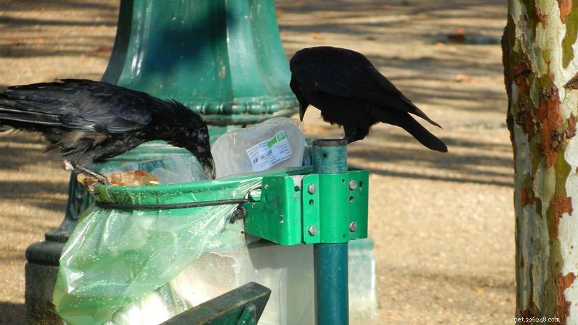 French Rooks Employed as Park Cleaners: A New Eco-Friendly Initiative