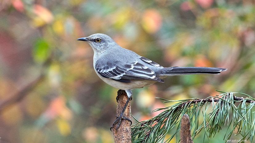 The Science Behind the Mockingbird s Remarkable Mimicry