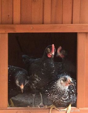 Rare Transformation: How a Female Chicken Became a Rooster
