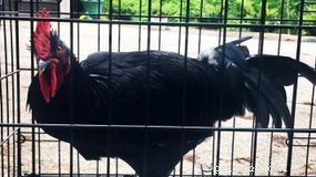 Rare Transformation: How a Female Chicken Became a Rooster