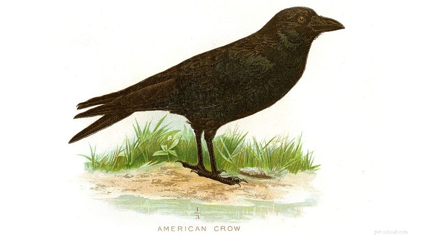 American Crows vs. Ravens: Spotting Key Differences