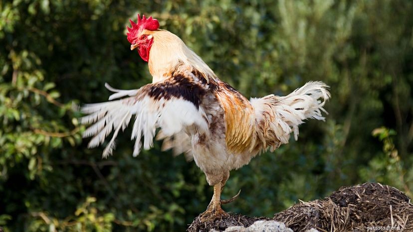 Rare Transformation: How a Female Chicken Became a Rooster