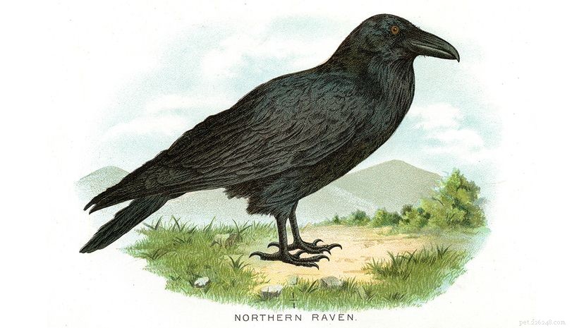 American Crows vs. Ravens: Spotting Key Differences