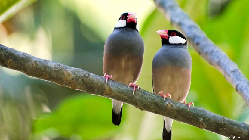 Java Sparrows Pick Partners by Dance Moves, Not Songs