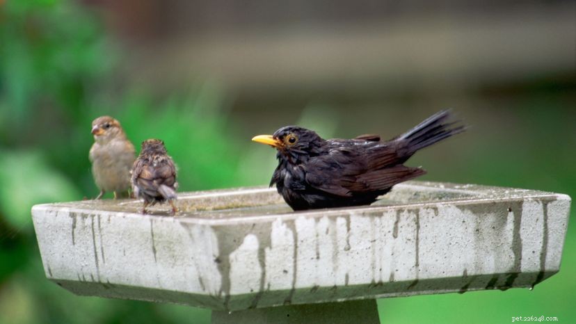 Can Different Bird Species Communicate? A Guide to Bird Calls and Interactions