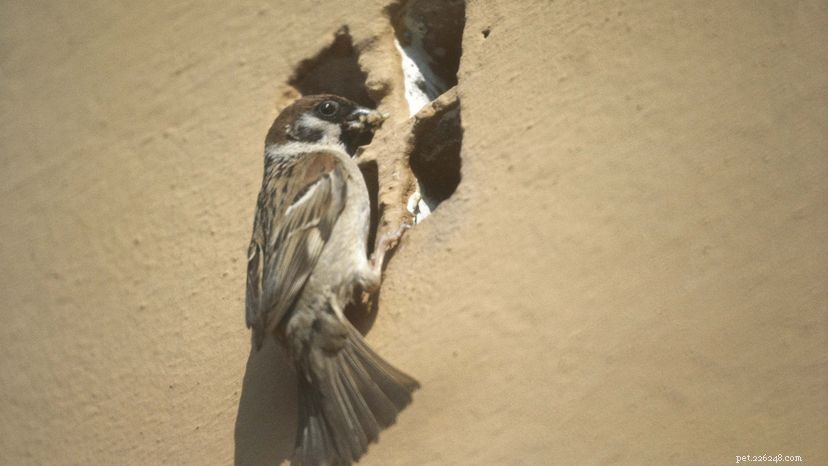 How Urban Birds Use Cigarette Butts to Ward Off Ticks and Mites
