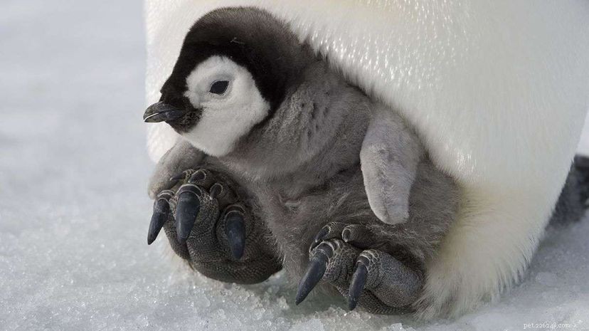 Antarctic Penguins Found with Avian Influenza – A Widespread Threat
