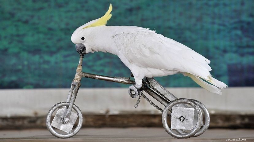 Scientists Discover Cockatoos Crafting Tiny Tools for Food Retrieval