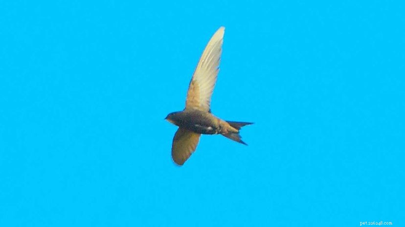 Scientists Reveal Common Swifts Soar for 10 Months Straight Without Landing