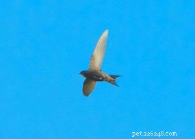 Scientists Reveal Common Swifts Soar for 10 Months Straight Without Landing