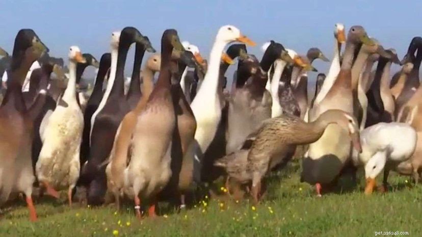 Ducks Patrol the Vineyards: Sustainable Pest Control at a South African Winery