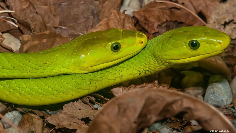 How Do Snakes Mate? A Complete Guide to Serpent Reproduction
