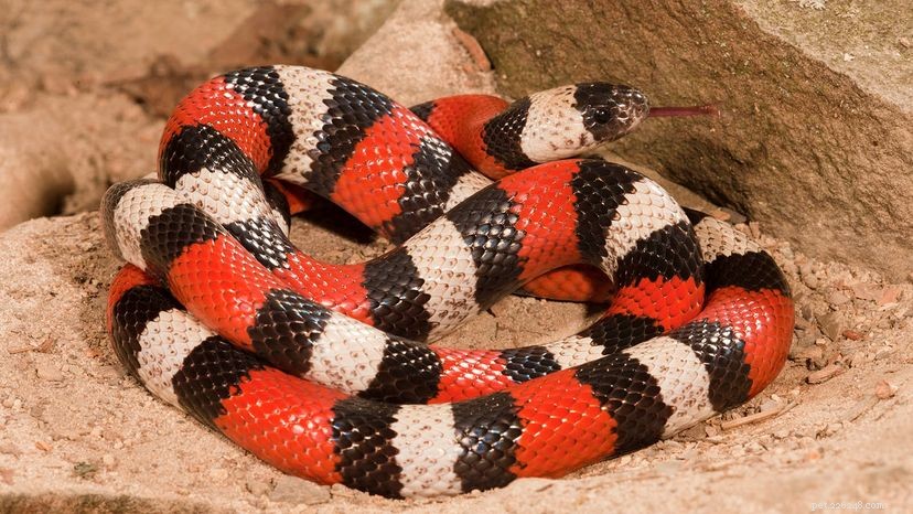 Milk Snakes: Colorful, Harmless Hunters of the Americas